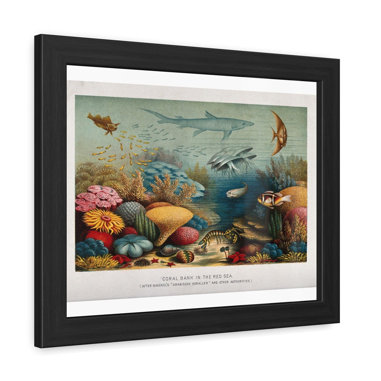 E. Haeckel A Coral Reef in the Red Sea Framed Posters - householdessential