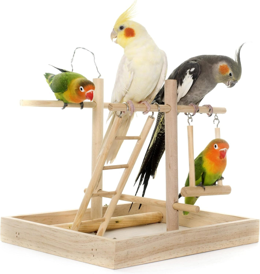 How to Look After Your Pet Birds: The Complete Guide - householdessential