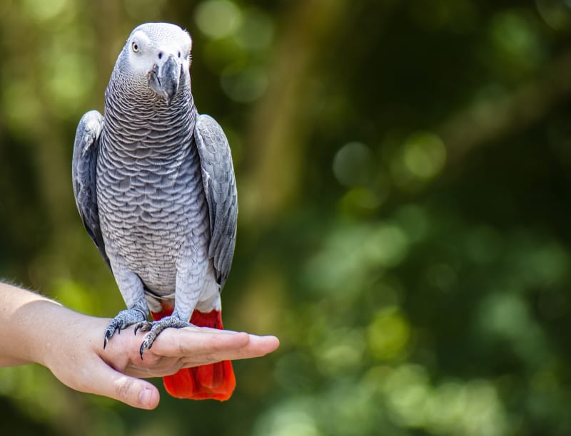 Parrot & small birds - householdessential