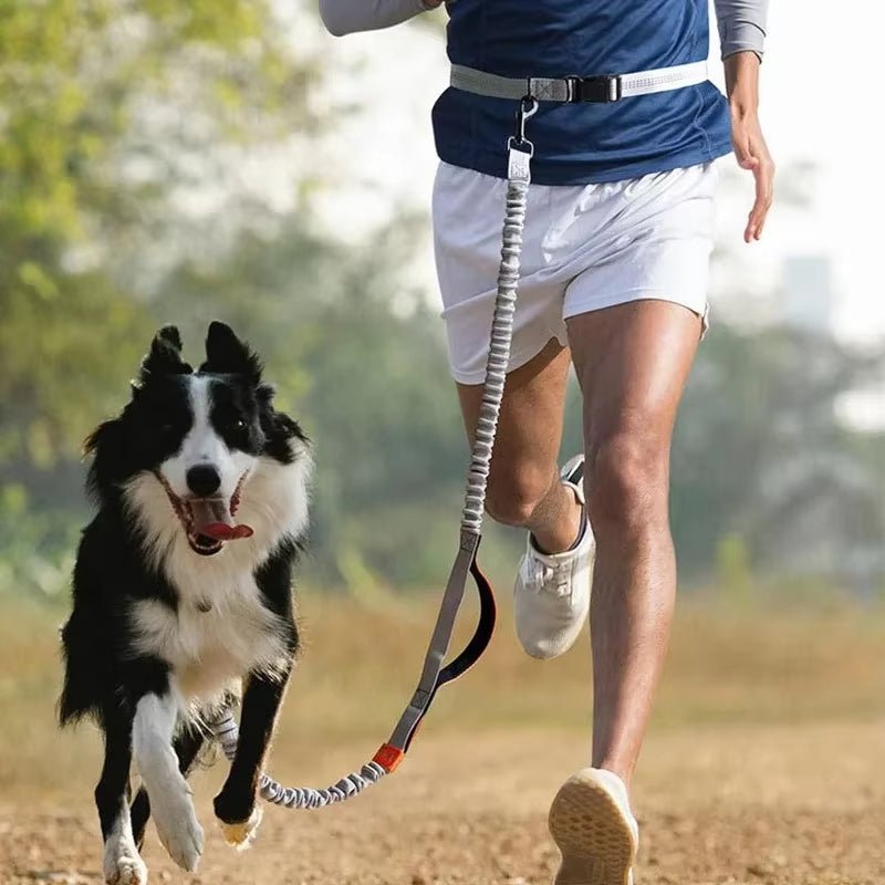 Retractable Hands Free Dog Leash for Running Judge Leash Large Dog Pet Supplies - householdessential