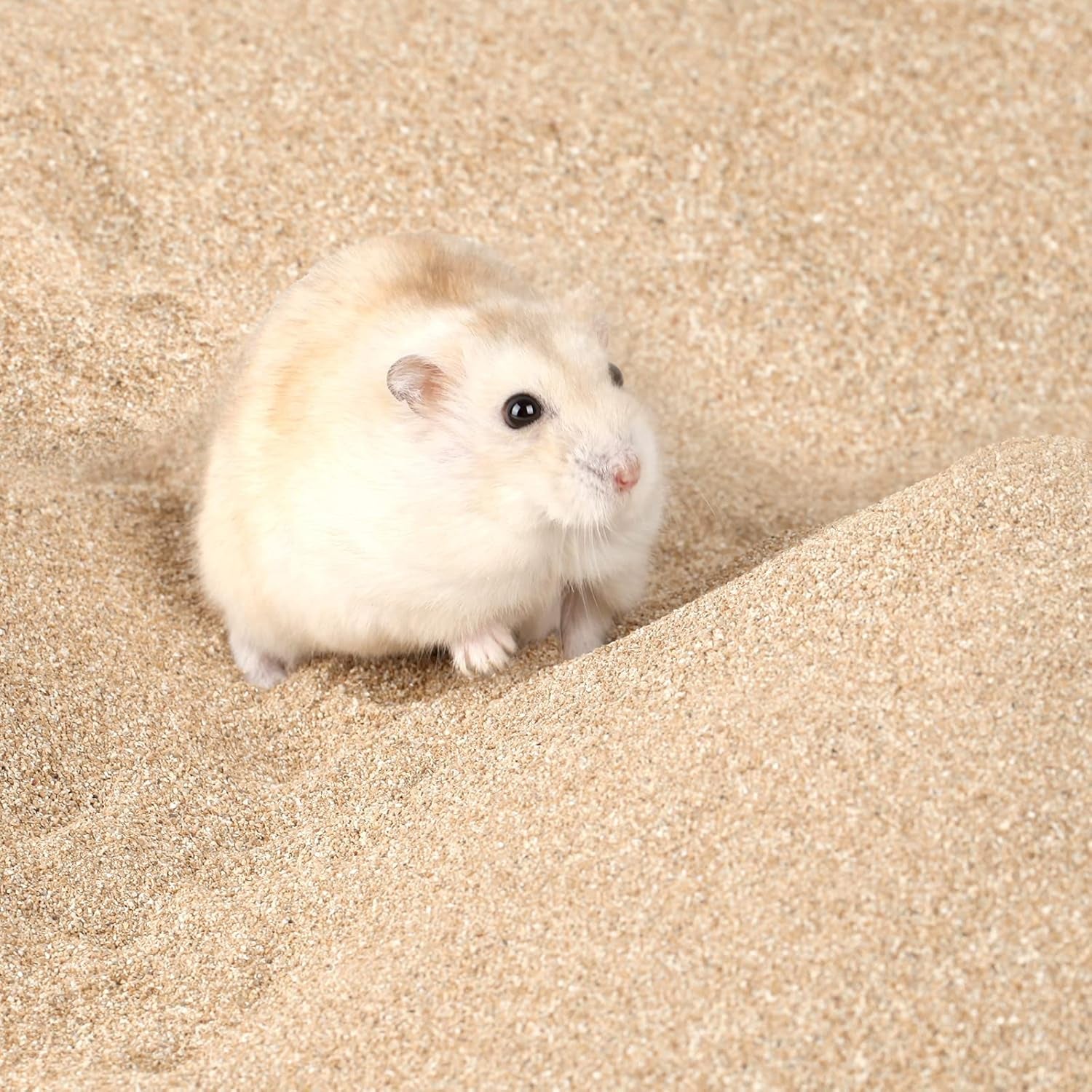 Bath Sand for Hamster Pets Dust Free Desert Sand Small Animals Bathing Sand 3.3Lb/1.5Kg (Fine Sand) - householdessential