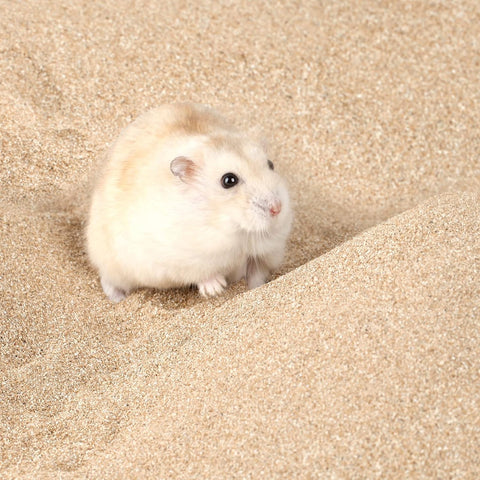 Bath Sand for Hamster Pets Dust Free Desert Sand Small Animals Bathing Sand 3.3Lb/1.5Kg (Fine Sand)