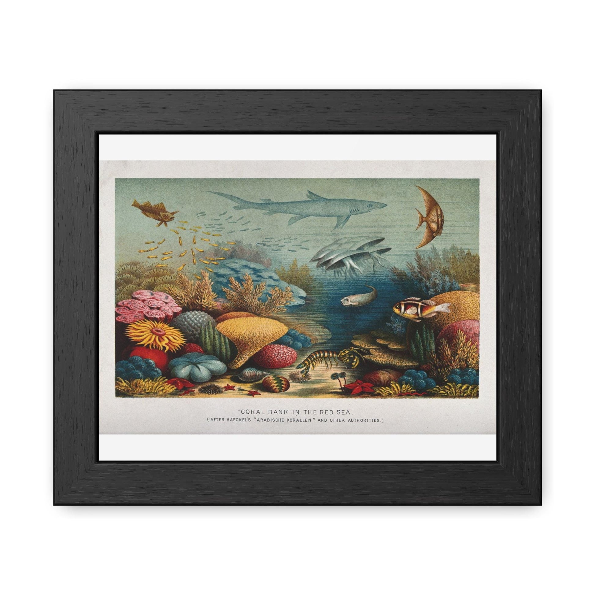 E. Haeckel A Coral Reef in the Red Sea Framed Posters - householdessential