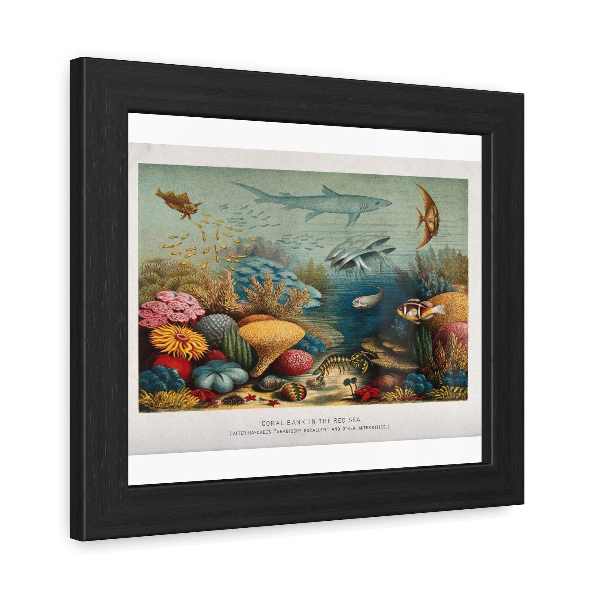 E. Haeckel A Coral Reef in the Red Sea Framed Posters - householdessential
