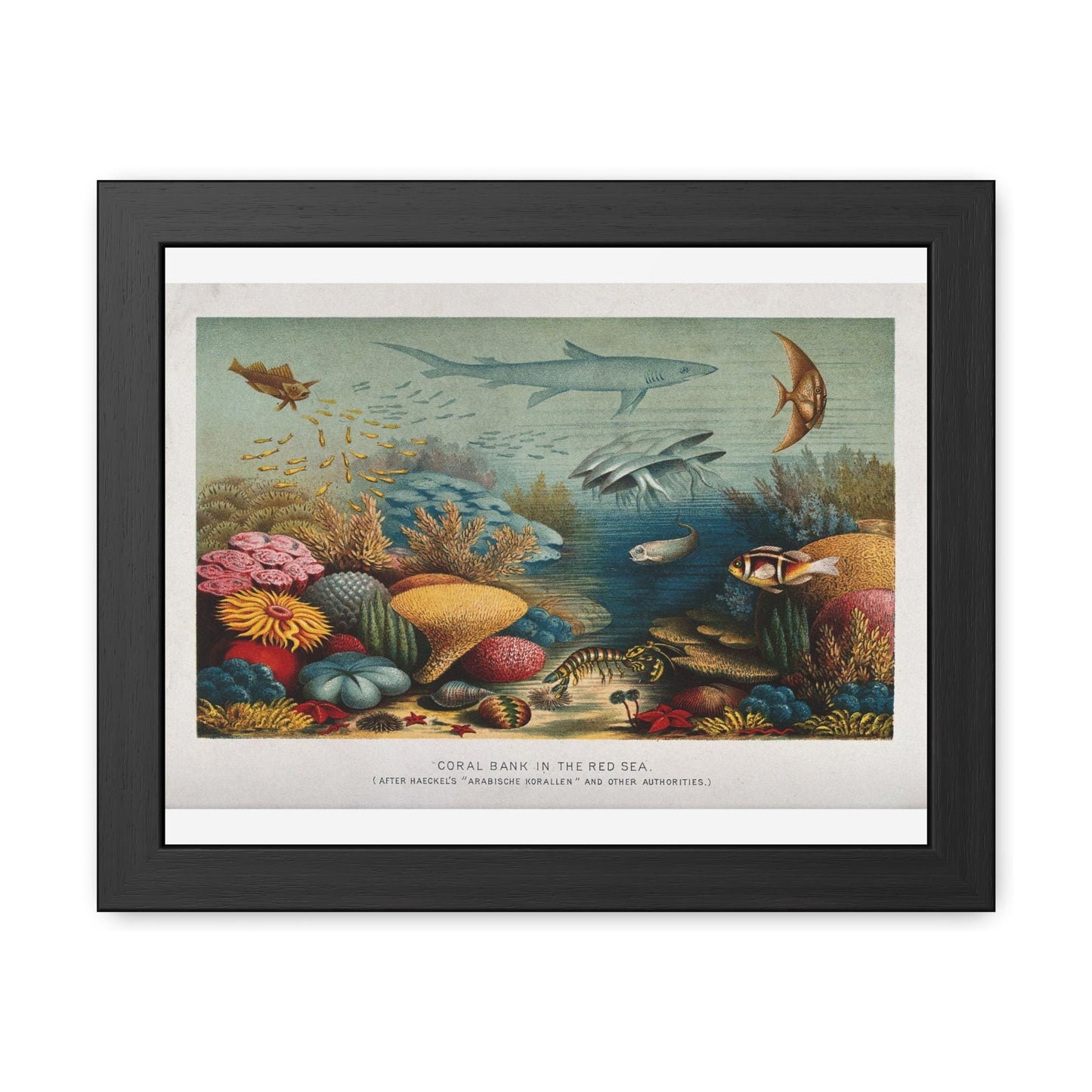 E. Haeckel A Coral Reef in the Red Sea Framed Posters - householdessential