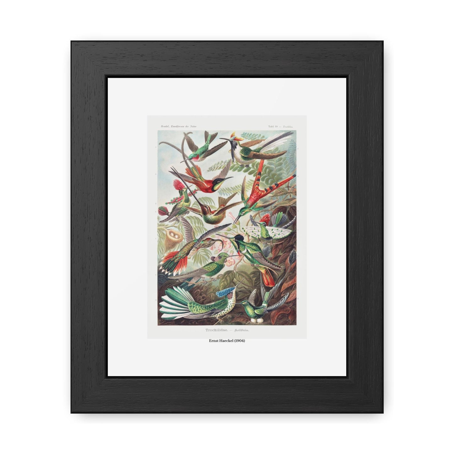 Ernst Haeckel (1904) Trochilidae - Kolibris Framed Poster | Vintage Bird Print - householdessential