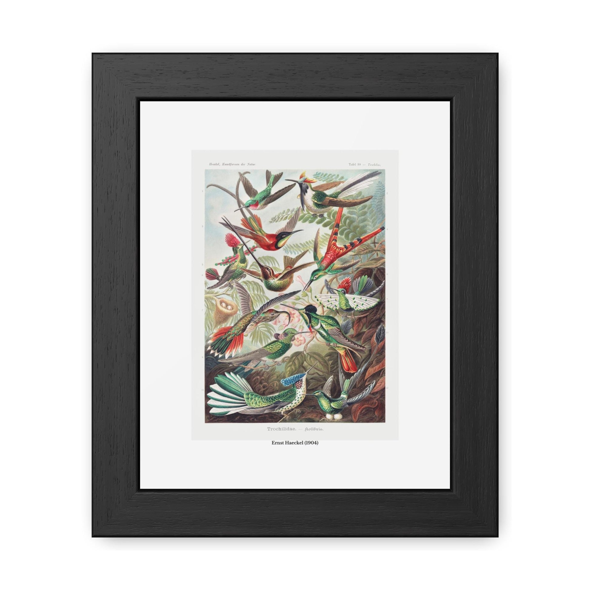 Ernst Haeckel (1904) Trochilidae - Kolibris Framed Poster | Vintage Bird Print - householdessential