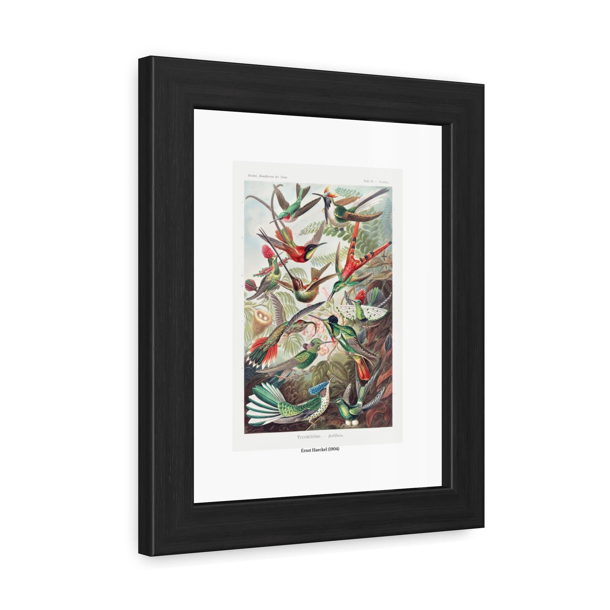Ernst Haeckel (1904) Trochilidae - Kolibris Framed Poster | Vintage Bird Print - householdessential