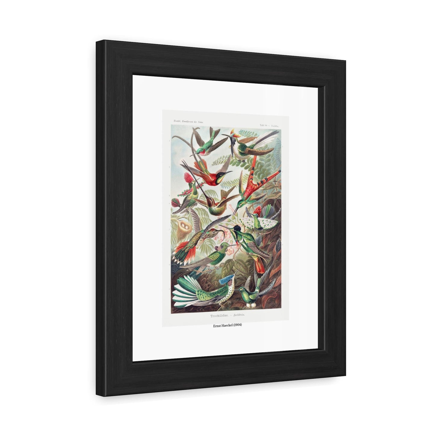 Ernst Haeckel (1904) Trochilidae - Kolibris Framed Poster | Vintage Bird Print - householdessential